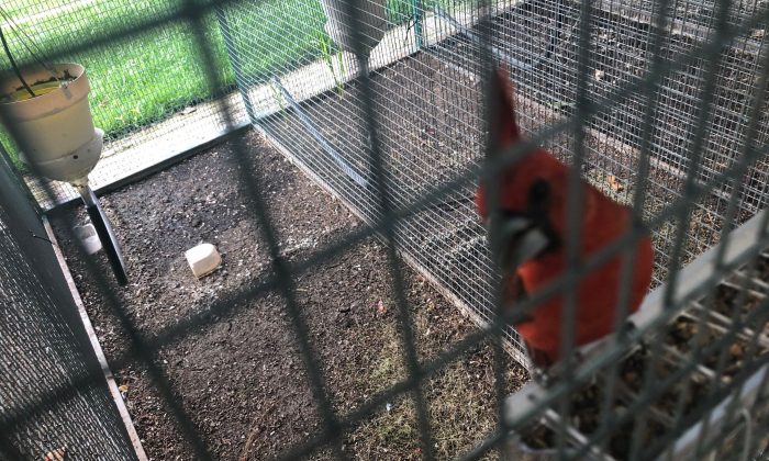 bird1