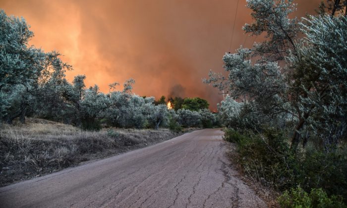 ΕΥΒΟΙΑ ΚΟΝΤΟΔΕΣΠΟΤΙ ΠΥΡΚΑΓΙΑ