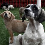 Πάρκο Ριζάρη: Γνωρίστε και υιοθετήστε ένα αδέσποτο