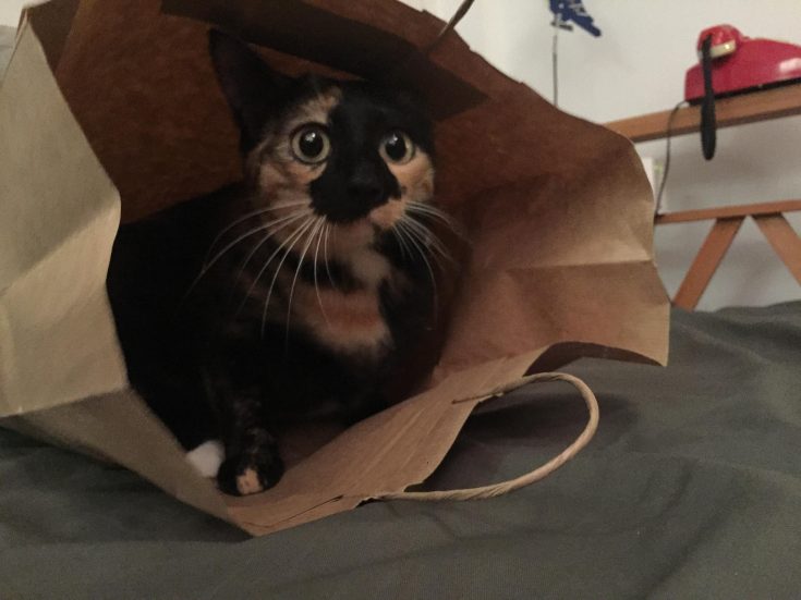 gata