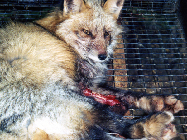 fur-free