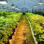 Στα 22 εκ ευρώ οι πρώτες επενδύσεις στην κάνναβη – Δόθηκαν οι πρώτες 2 άδειες