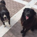 Υιοθετήστε Ένα Αδέσποτο – Kάντε Click Στη Στοργή