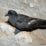 Ένας Μαλτέζος στο Αιγαίο