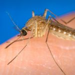 Ιός δυτ. Νείλου: 28 τα θύματα – 8 χαροπαλεύουν σε ΜΕΘ