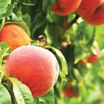 Αίτημα για εξαίρεση ροδάκινων από τους Δασμούς των ΗΠΑ