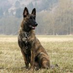 Γαλλία: Έξι μήνες φυλάκιση σε άνδρα που σκότωσε σκύλο