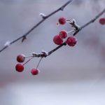 Συνεχίζεται το τσουχτερό κρύο