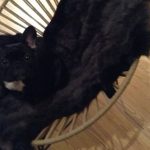 Κορονοϊός και κατοικίδια: Όλα όσα πρέπει να ξέρετε