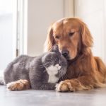 Δήμος Αθηναίων: Δωρεάν microchip στους τετράποδους φίλους μας